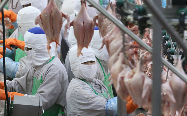 CP Food Thái Lan Cwin800 hàng ngàn khuyến mãi 200 triệu USD xây dựng nhà máy chế biến M.Cwin800.com link không chặn và thịt heo ở Việt Nam