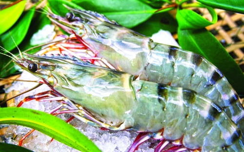 Tôm Việt lần đầu có sàn giao dịch