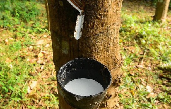 4 tháng đầu năm, Cwin Đăng Ký + 1888k cao su tăng cả lượng và giá trị so cùng kỳ