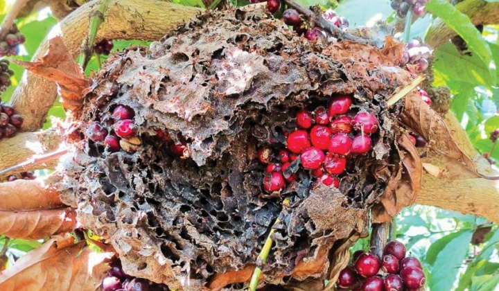 Cà phê kiến
