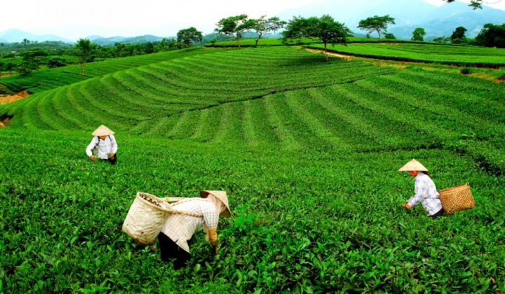 Phân bón ĐYT NPK Văn Điển: Góp phần nâng cao giá trị nông sản vùng Tây Bắc