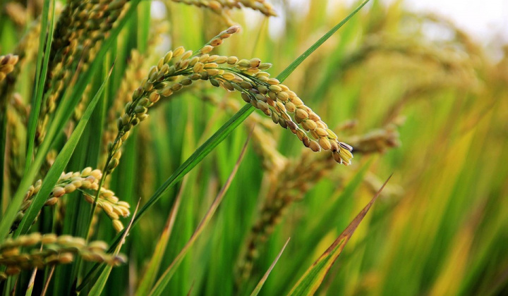 USDA dự báo sản lượng gạo toàn cầu niên vụ 2019/2020 giảm mạnh