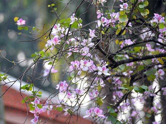 Thời tiết 23-2: Bắc bộ nắng ấm ngày cuối tuần