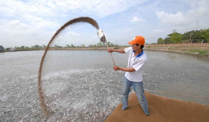 Cwin com sòng bạc trực tuyến cá tra tìm hướng “giải tỏa công suất” sản lượng nuôi