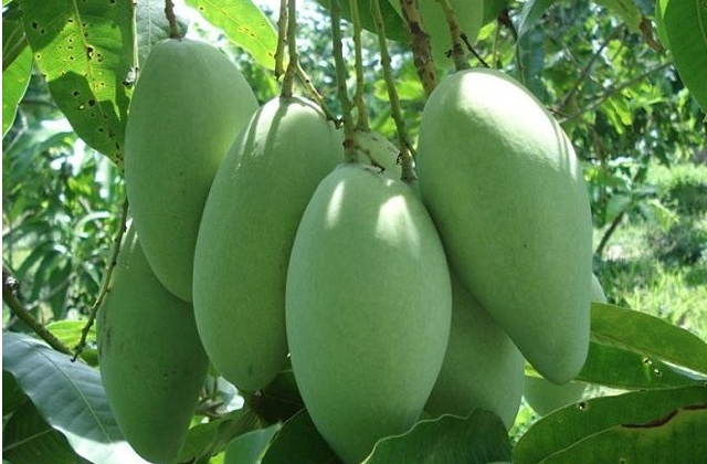 Xoài xanh Việt Nam ngày càng được ưa chuộng tại thị trường Australia