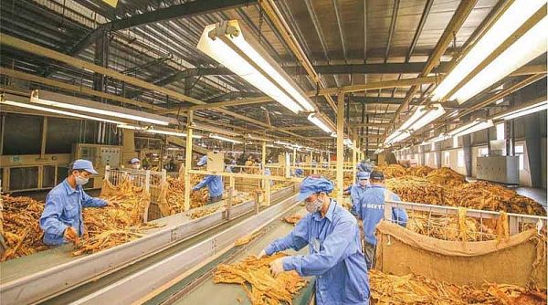 Năm 2021 Cwin com sòng bạc trực tuyến 62.053 tấn thuốc lá nguyên liệu