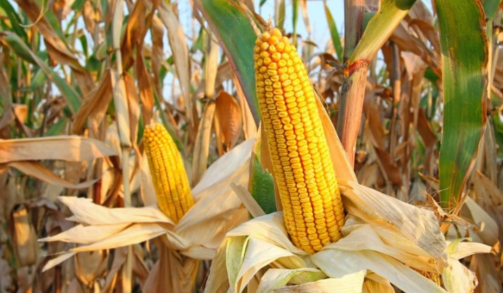 USDA: Việt Nam sẽ trở thành quốc gia Cwin com sòng bạc trực tuyến ngô lớn thứ 5 thế giới