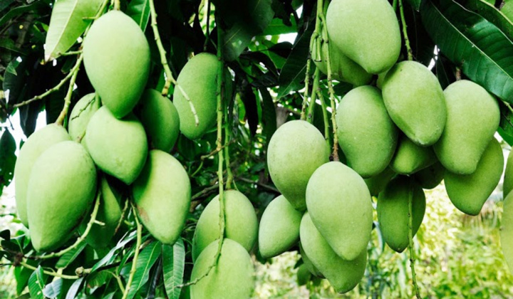 Ngành Công Thương Sóc Trăng hỗ trợ tiêu thụ 98% nông sản đến ngày thu hoạch