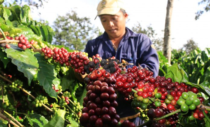 Phân bón Văn Điển mang năng suất vượt trội cho cây trồng chủ lực tại Tây Nguyên