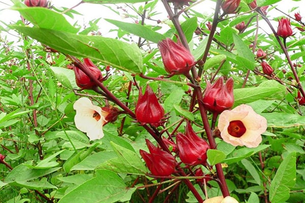Nghiên cứu tạo giấy pH từ anthocyanin chiết xuất từ hoa atiso đỏ (Hibiscus sabdariffa L.) để ứng dụng trong phân tích và Link vào Cwin Cá Cược Thể Thao 2026