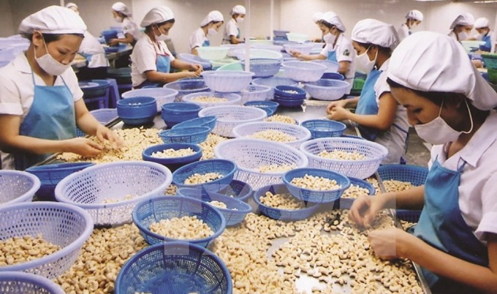 Quý I/2021, Cwin Đăng Ký + 1888k hạt điều của Việt Nam ước đạt 108 nghìn tấn, tăng 13,2% về lượng