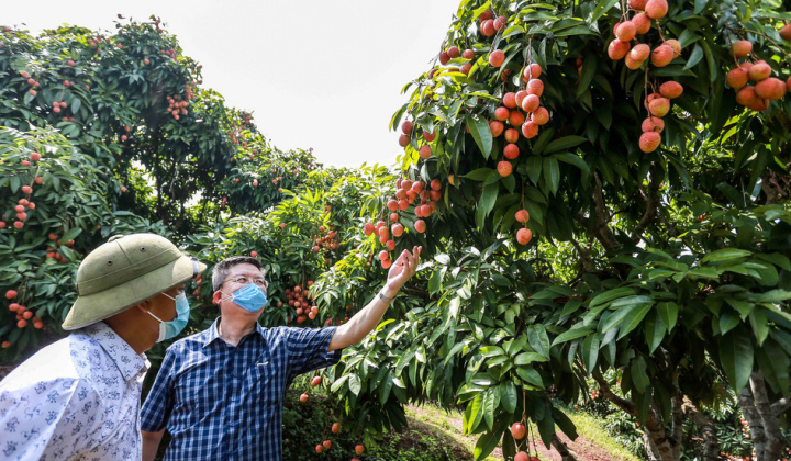 Tạo thuận lợi lưu thông, hỗ trợ tiêu thụ nông sản tại thị trường trong nước