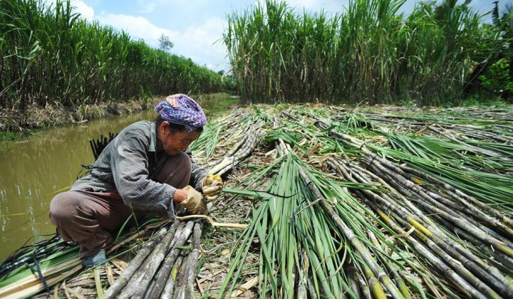 Tổ chức tham vấn công khai vụ điều tra chống lẩn tránh phòng vệ thương mại với đường mía Cwin com sòng bạc trực tuyến