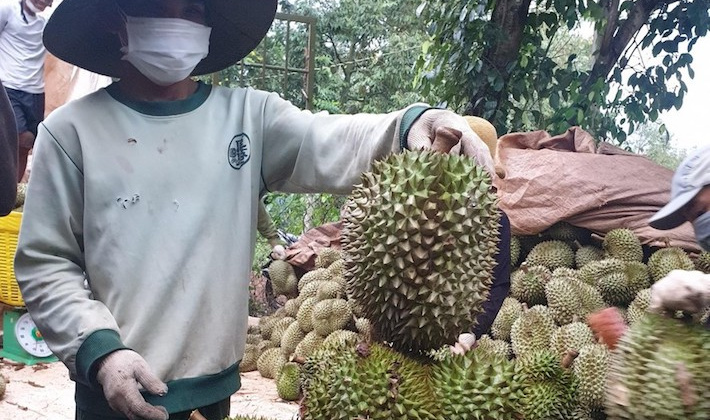 Hàng chục ngàn tấn bơ, sầu riêng Tây Nguyên được tiêu thụ qua sàn thương mại, siêu thị