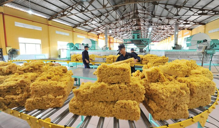 Công ty TNHH MTV Cao su Dầu Tiếng: Giữ vững vị thế đầu tàu ngành cao su Việt Nam