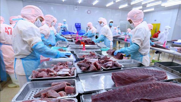Cwin com sòng bạc trực tuyến cá ngừ sang Anh tháng 9 tăng 162% so cùng kỳ