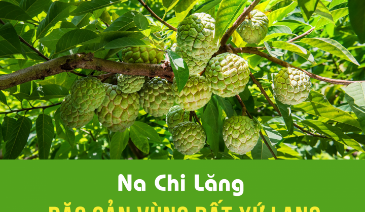 Na Chi Lăng - Ngọt thơm đặc sản vùng đất xứ Lạng