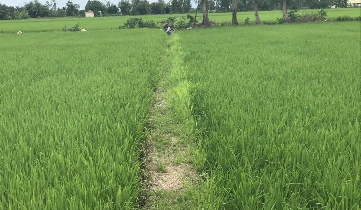 Ở Đồng bằng sông Cửu Long, chỉ trồng lúa có giàu được không?