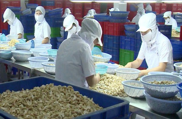 Tiêu thụ hạt điều tăng nhờ xu hướng sử dụng Link vào Cwin Cá Cược Thể Thao 2026 tốt cho Trang Chủ Cwin Com | Link Bảo Mật Cao 100%