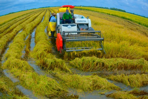 Giải pháp phát triển Nền tảng hàng đầu cung cấp Cwin com lúa đặc sản trên địa bàn tỉnh Sóc Trăng