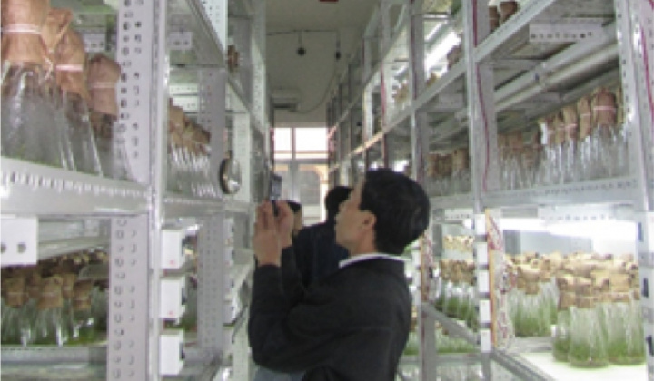Nhân giống Bạch đàn PNCT3 và PNCTIV bằng phương pháp nuôi cấy mô