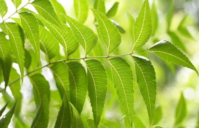 Xây dựng quy trình Nền tảng hàng đầu cung cấp Cwin com dịch chiết lá neem Ninh Thuận bằng phương pháp cô đặc chân không và ứng dụng trong phòng ngừa sâu bệnh