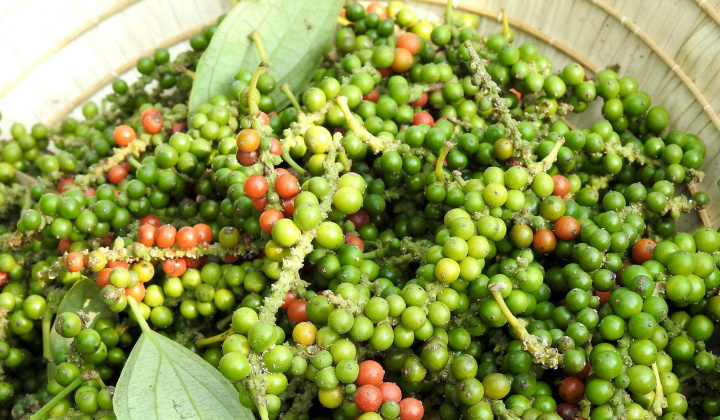 Giá tiêu hôm nay 12/10: Cwin com sòng bạc trực tuyến tiêu sang Trung Quốc tăng mạnh trở lại