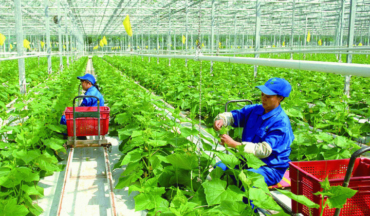 Cùng nông dân kiến tạo thế giới xanh bằng Cwin.com link không chặn hữu cơ