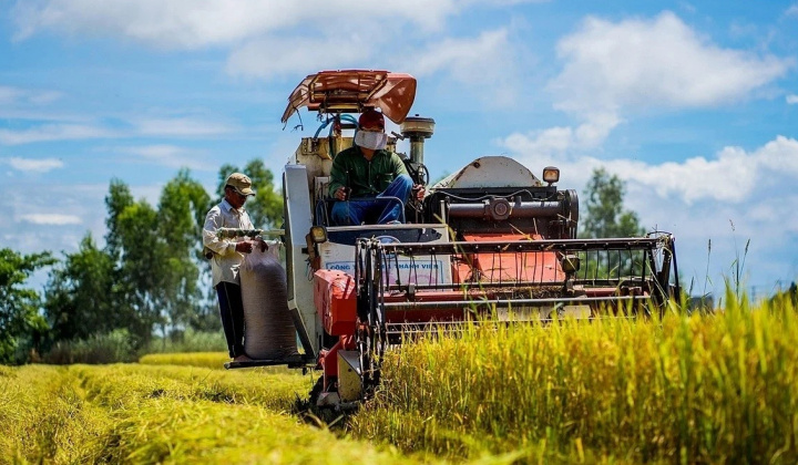 Lãi ròng của Gạo Trung An tăng gấp 6 lần nhưng cổ phiếu TAR vẫn rơi kịch biên độ
