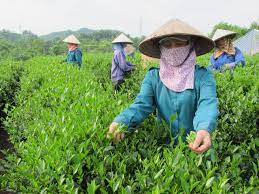 Vị thế cạnh tranh của ngành Chè Việt Nam trên thị trường quốc tế