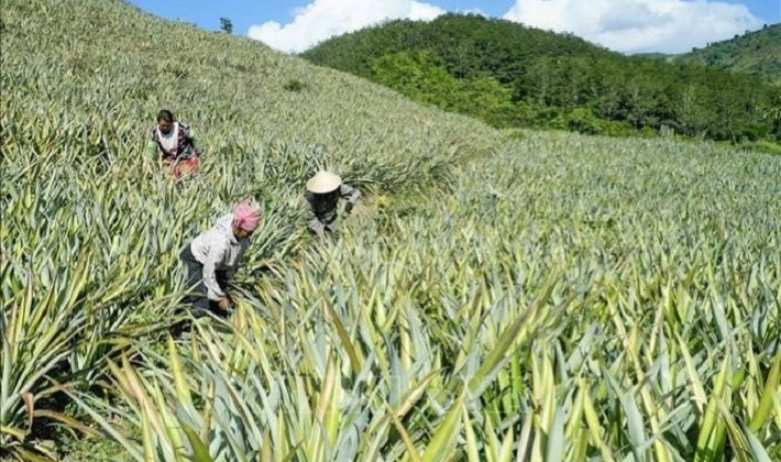 Huyện Mường Chà (Điện Biên): Tích cực triển khai Đề án tái cơ cấu ngành Cwin.com link không chặn