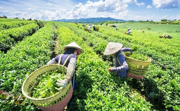 Cwin com sòng bạc trực tuyến chè quý I: Lượng và trị giá giảm, đơn giá bình quân tăng