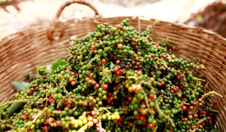 Giá tiêu ngày 18/4: Tiếp tục ở mức 63.000 - 66.000 đồng/kg, dự báo Cwin Đăng Ký + 1888k sẽ sôi động hơn trong thời gian tới