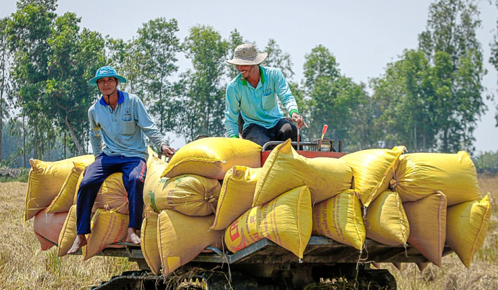 Thị trường lo ngại tác động của El Nino, giá gạo Cwin Đăng Ký + 1888k Việt Nam và Thái Lan neo cao