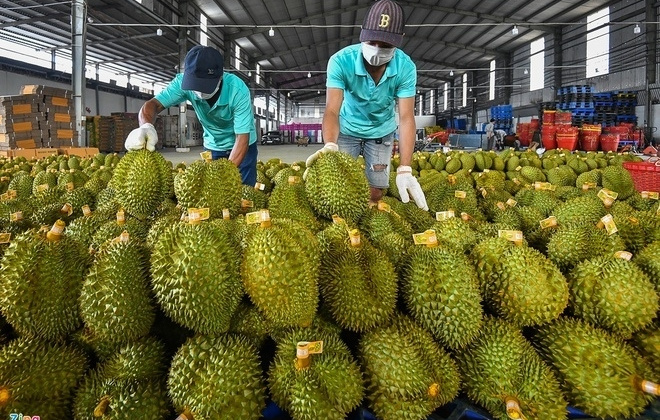Thêm 47 mã số vùng trồng sầu riêng đủ tiêu chuẩn Cwin Đăng Ký + 1888k sang Trung Quốc