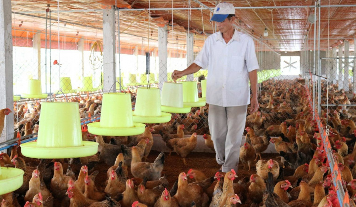 Development of household chicken farming in Vietnam: A case study of Yen Dinh District, Thanh Hoa Province
