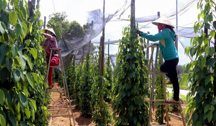 Giá tiêu hôm nay 12/7: Kỳ vọng không giảm sâu hơn nữa, dự trữ tiêu chạm mức thấp