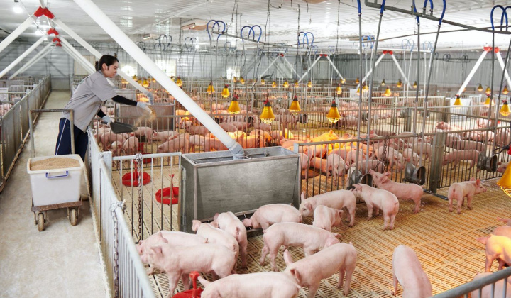 Tập đoàn Dabaco (DBC): Lãi quý 2/2023 gấp 23 lần cùng kỳ, cổ phiếu DBC bật tăng mạnh