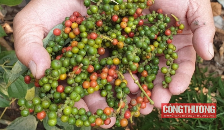 Giá tiêu hôm nay 02/8: Tiếp tục tăng nhẹ, dự báo giá tiêu đi ngang trong quý 3/2023