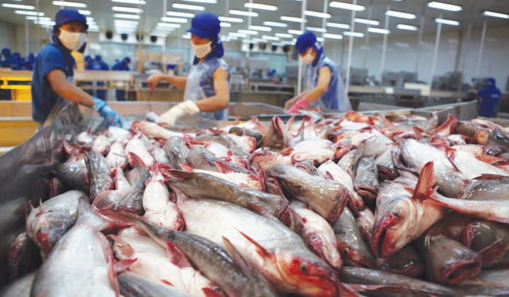 Cwin com sòng bạc trực tuyến cá tra tấn công thị trường ngách