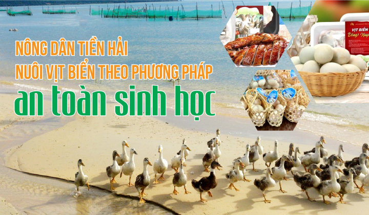Nông dân Tiền Hải nuôi vịt biển theo phương pháp an toàn sinh học