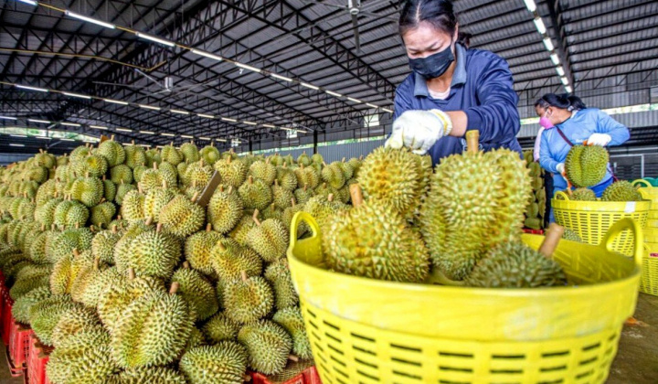 Hoàng Anh Gia Lai (HAG): Sầu riêng cho tỷ suất lợi nhuận 400%, đã Cwin Đăng Ký + 1888k hết lượng thu hoạch