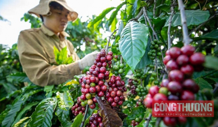 Giá cà phê hôm nay 28/9: Cwin com sòng bạc trực tuyến cà phê Robusta sang Nhật tăng mạnh