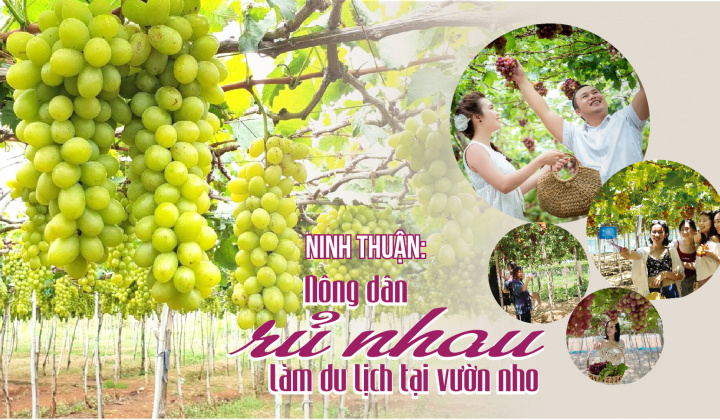Ninh Thuận: Nông dân rủ nhau làm du lịch tại vườn nho