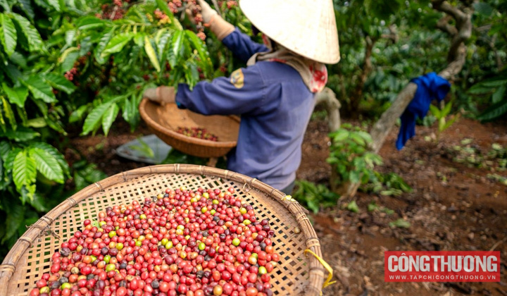 Giá cà phê hôm nay 23/11: Thu hoạch có thể bị gián đoạn và giảm sản lượng