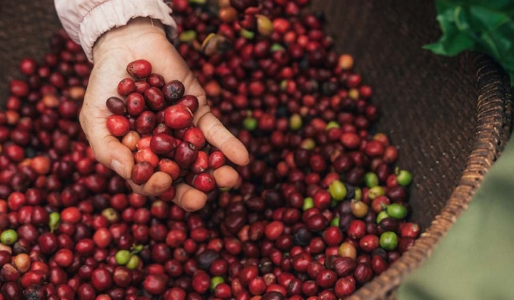 NESCAFÉ Plan 2030: Tăng cường áp dụng Cwin.com link không chặn tái sinh
