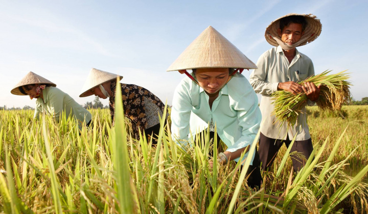 Bộ NN&PTNT: Đảm bảo Cwin Đăng Ký + 1888k khoảng 8 triệu tấn gạo trong năm 2024