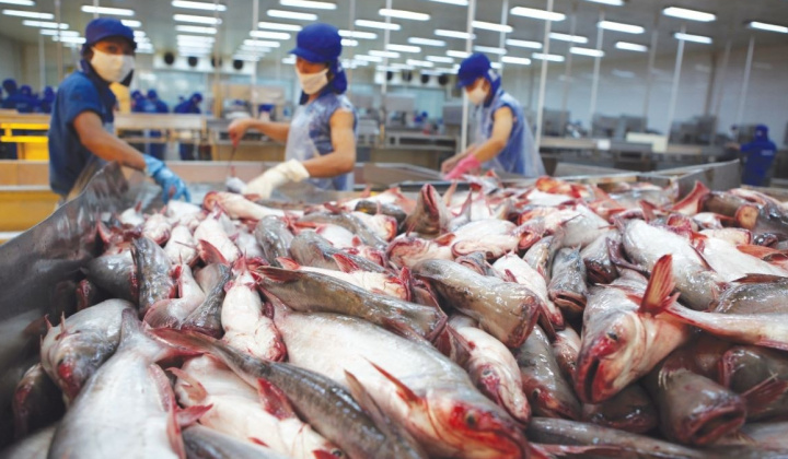 Thủy sản Nam Việt (ANV) muốn trở thành Cwincom hiện đang mở cá tra niêm yết lớn nhất thị trường