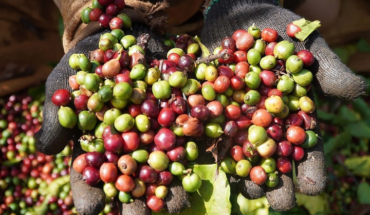 Giá cà phê hôm nay 15/6: Trong nước nhích tăng nhẹ, Robusta thế giới chịu áp lực giảm