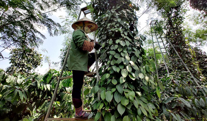 Giá tiêu hôm nay 28/6: Trong nước tăng thêm tới 15.000 đồng/kg, giá Cwin Đăng Ký + 1888k biến động mạnh